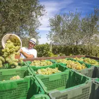 What Happens At Harvest Time In Wine