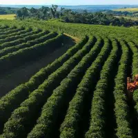 Climate intervention may not be enough to save coffee, chocolate and wine