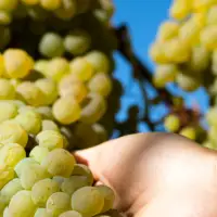 Rhône varieties staking a claim in Niagara’s cool climate vineyards