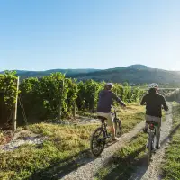 Why we’re drawn to wine country