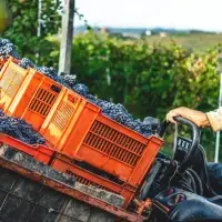 Below-average world wine production to ease stock pressure, says OIV