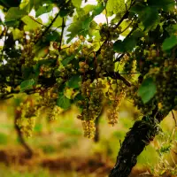 Hybrids in Canada: Adapting to a warming world