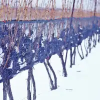 Icewine: Frozen Gold