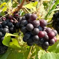 Okanagan-based petition supports interprovincial wine trade bill