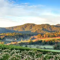 Virginia wineries become latest to join the Wine Origins Alliance