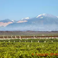 In search of the soul of Mendoza Malbec, a talk with Sebastian Zuccardi | Per on Forbes
