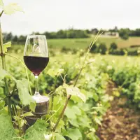 North America’s thirst for organic wine fuels market boom