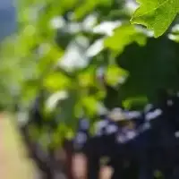 Are We There Yet? Wine's Search for Rock Bottom