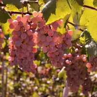 Hybrid grapes could save wine from climate change