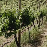 A long-standing Okanagan winemaker makes its Ontario debut, and three other Canadian wines to try