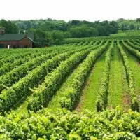 Ontario Chardonnay: Mastering the aging process