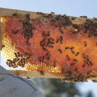 Winery Pollinator Programs Are Bringing Biodiversity Back to the Vineyard