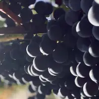 A beauty of a harvest unfolding in Niagara, plus our picks from the Vintages release