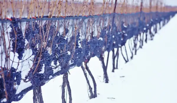 Icewine: Frozen Gold