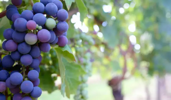 Wine vs. grape juice – differences in composition and health effects