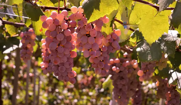 Hybrid grapes could save wine from climate change
