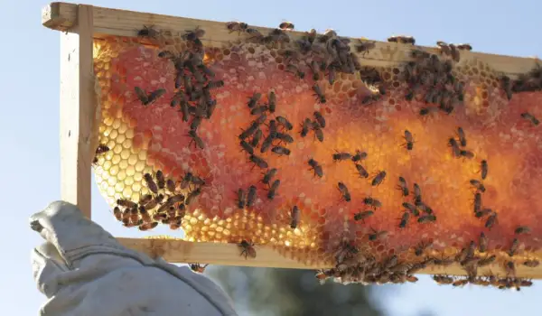 Winery Pollinator Programs Are Bringing Biodiversity Back to the Vineyard